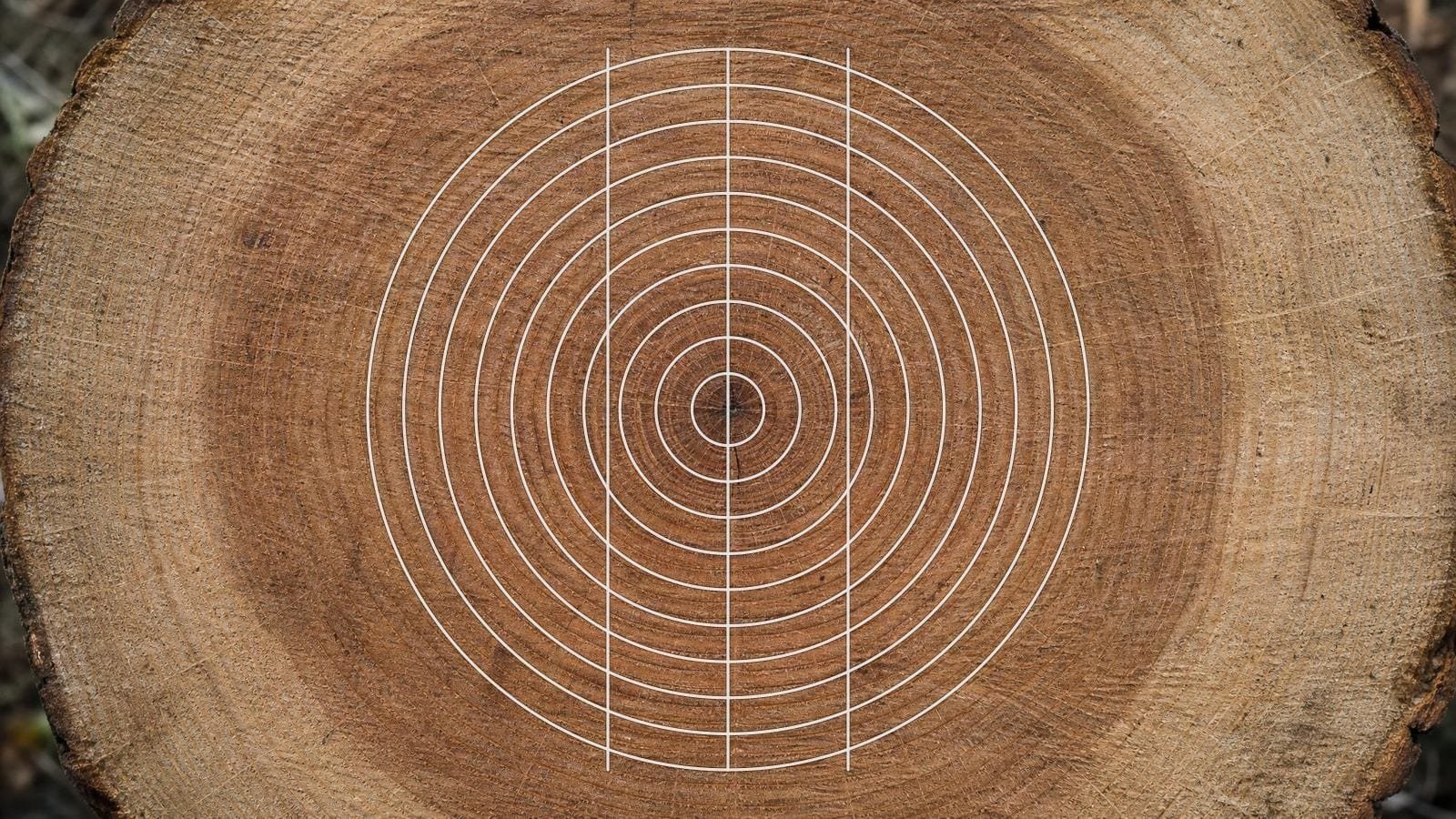 Ain Soph overlay on the sawn end of a felled oak, growth rings out from the pith