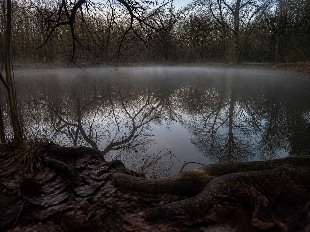 A still dark woodland pool at first light reflecting bare overhanging branches