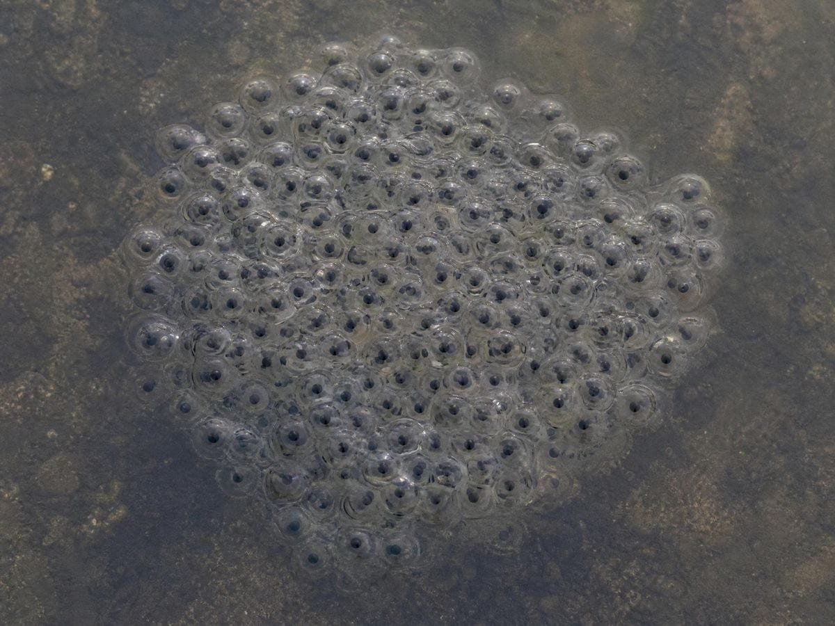 Frogspawn packed in still pond water, each clear capsule holding one dark centre