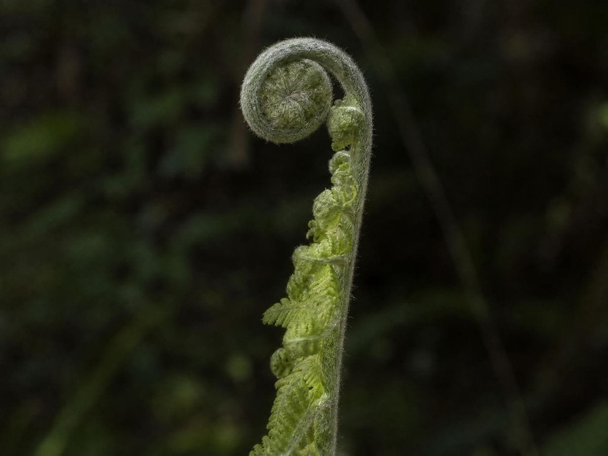 A fern fiddlehead still tightly coiled at its tip and opening down the stem