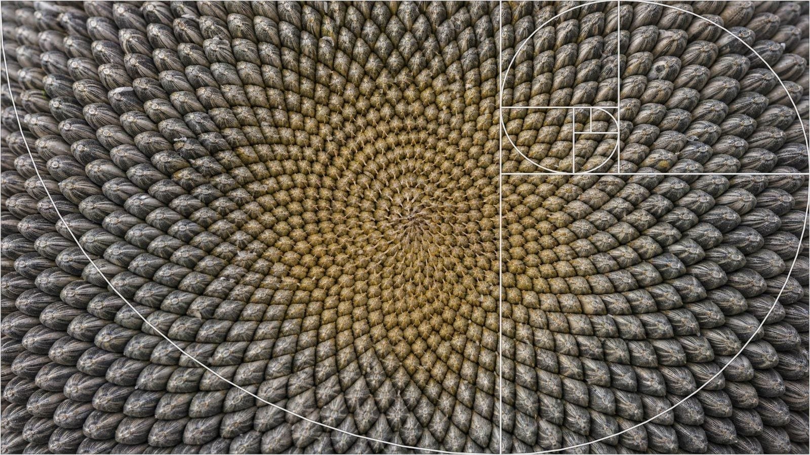 Fibonacci spiral overlay on a sunflower seed head with counter-rotating seed arcs