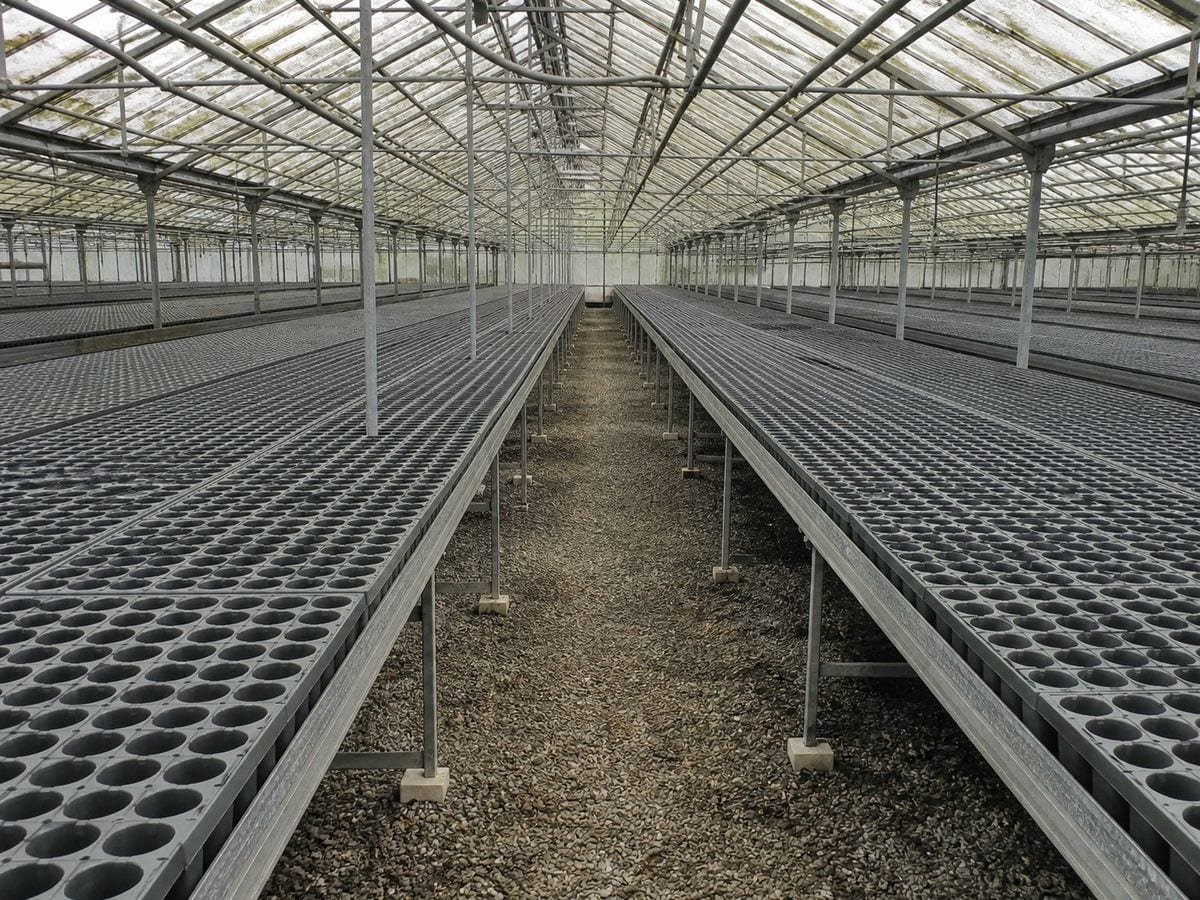 A glasshouse of staging benches carrying rows of identical empty plastic cell trays