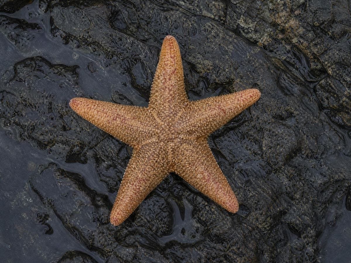 A common starfish on wet dark rock with its five arms spread evenly from the disc